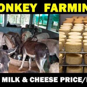 Donkey Milk Cheese