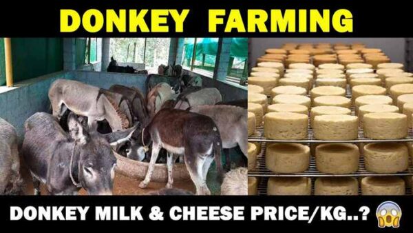 Donkey Milk Cheese