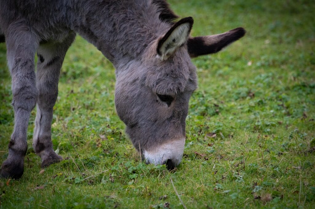 animal, donkey, mammal-6990077.jpg